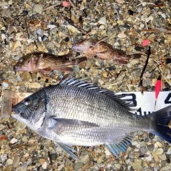 2週連続チヌゲット！