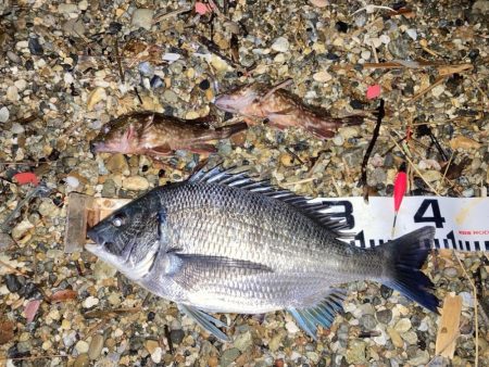 2週連続チヌゲット！