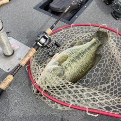 北山田プリ50cm、37cm