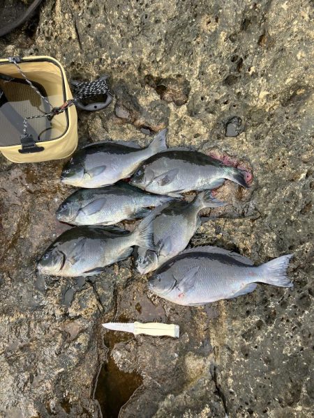 芝渡船さんで沖磯