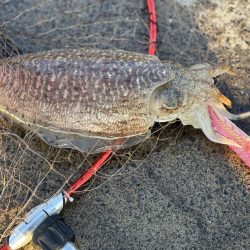 コウイカコウイカ