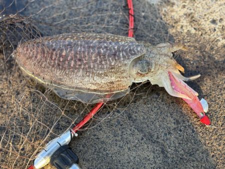 コウイカコウイカ