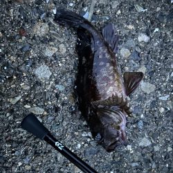 春のガッシー祭り2nd