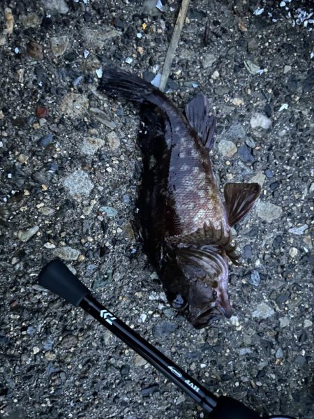 春のガッシー祭り2nd