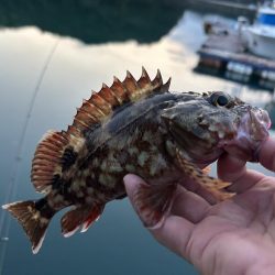 ガッシーに癒されず不満！