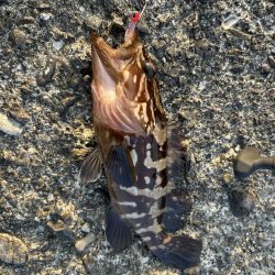 クエ子に癒されて