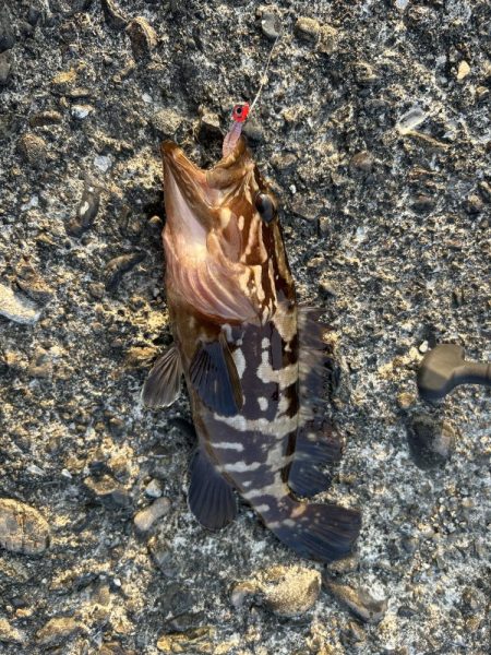 クエ子に癒されて