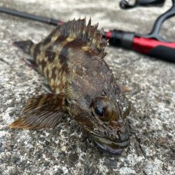 春のガッシー祭り4th