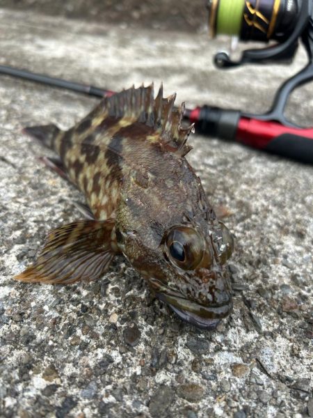 春のガッシー祭り4th