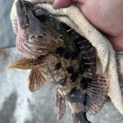 春のガッシー祭り5th