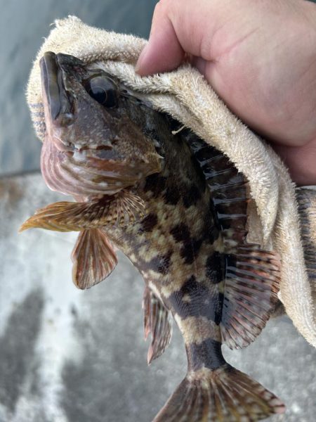 春のガッシー祭り5th