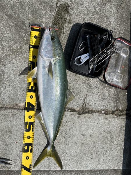 マリーナシティでメジロ頂きました