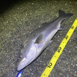 シーバス×スプーン