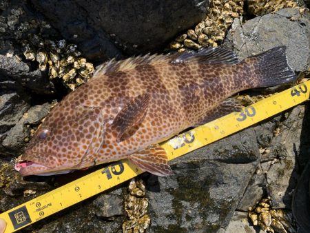 オオモンハタ×スプーン