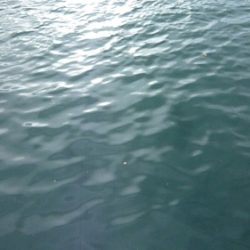 爆風の中粘り腰の小鯵７０匹以上爆釣