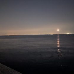 春アジング上向いてきた感じ?