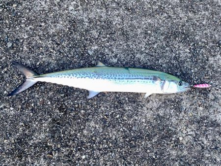 サゴシ複数キャッチ