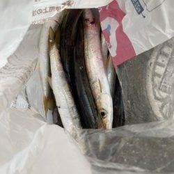 朝マズメのカマス釣りで10匹GET