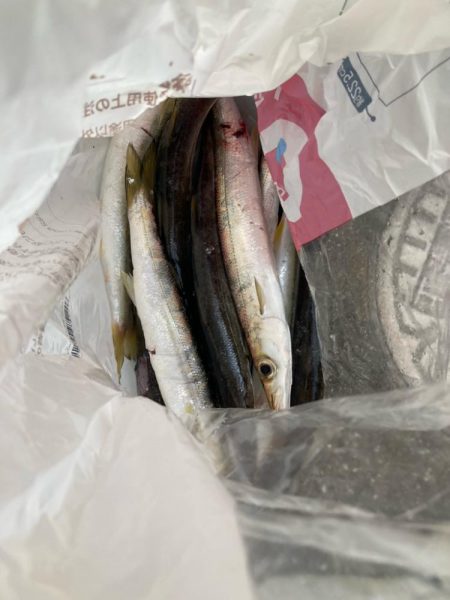 朝マズメのカマス釣りで10匹GET