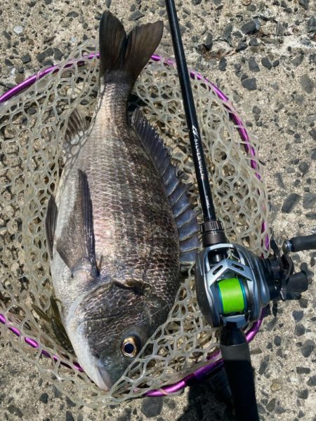 今日もチニング！