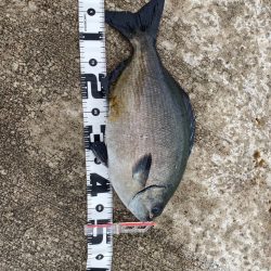 このサイズになると手応えあって楽しい😄