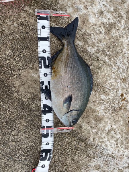 このサイズになると手応えあって楽しい&#x…