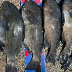 魚津港フカセ 過去イチサイズ揃う