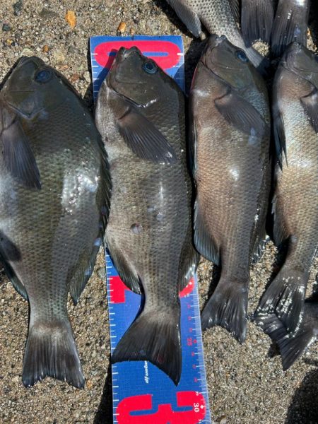 魚津港フカセ 過去イチサイズ揃う