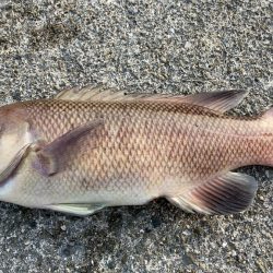 乗っ込みチヌ釣り