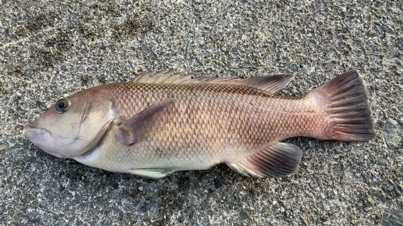 乗っ込みチヌ釣り