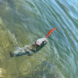 高島の泉でのんびり釣り🎣