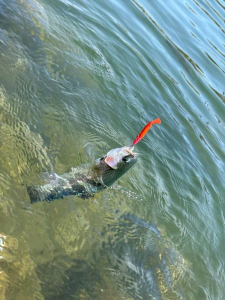 高島の泉でのんびり釣り🎣