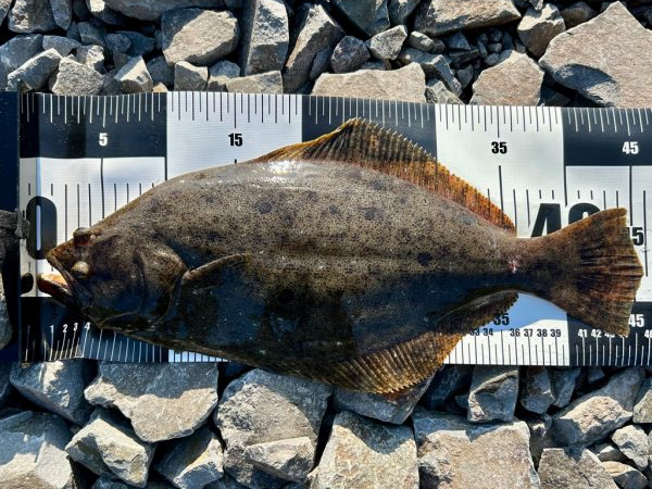 久しぶりの釣果