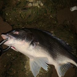 淀川の年無し黒鯛