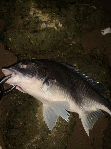 淀川の年無し黒鯛