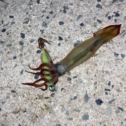 今週末もヤリイカ釣りへ٩( ᐛ )و