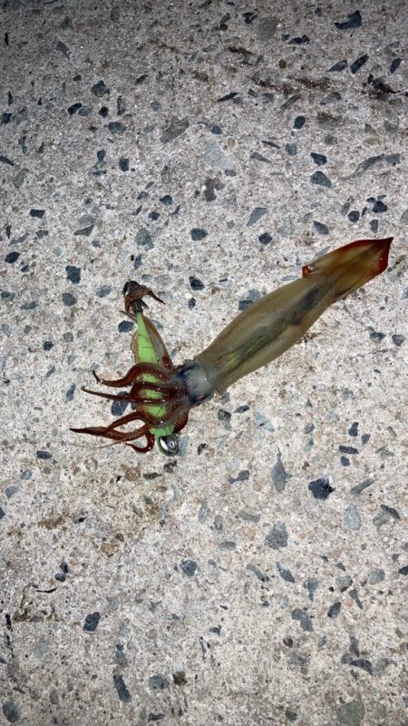 今週末もヤリイカ釣りへ٩( ᐛ )و