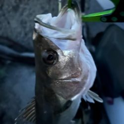 バチ抜け調査便 in 岸和田一文字2回目