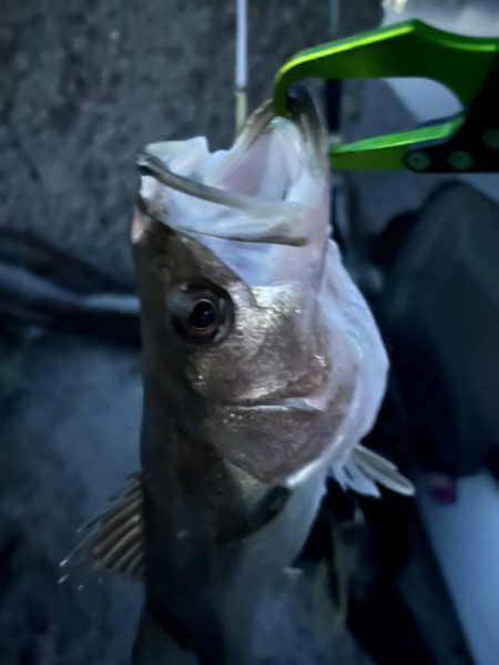 バチ抜け調査便 in 岸和田一文字2回目