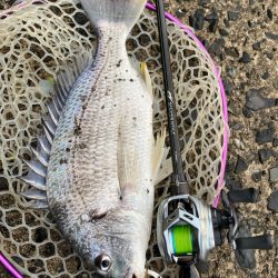 雨上がりチニング!