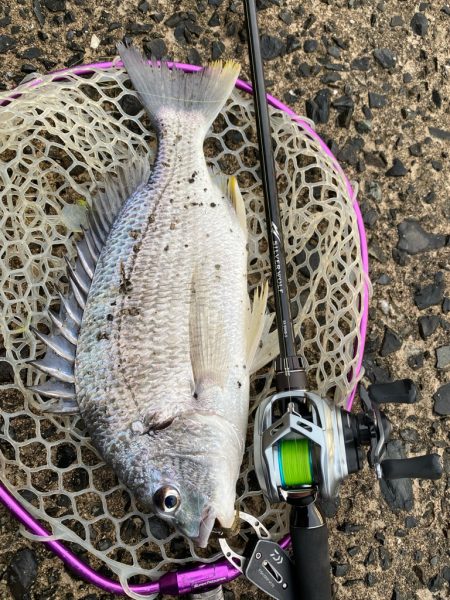 雨上がりチニング!