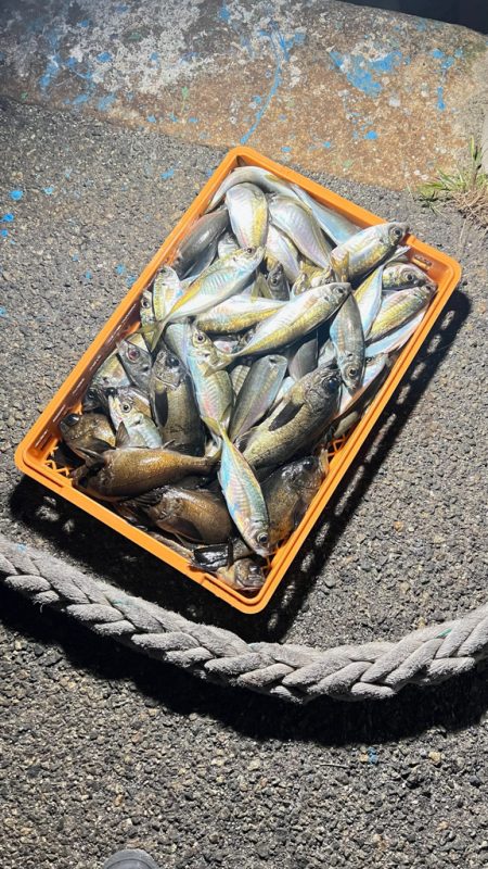 アジ・メバル/アジング・メバリング