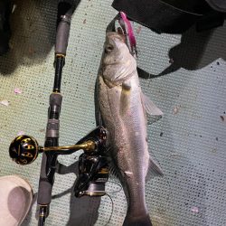 ボートシーバス