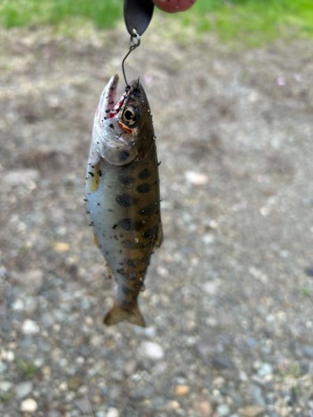 ヤマメandニゴイ