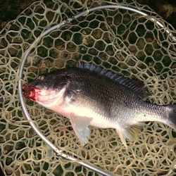 淀川のナマズ釣り