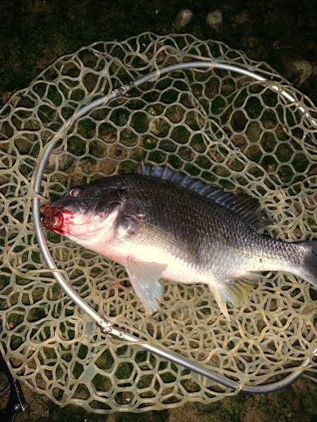 淀川のナマズ釣り