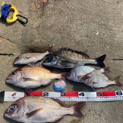 磯マダイカゴ釣り