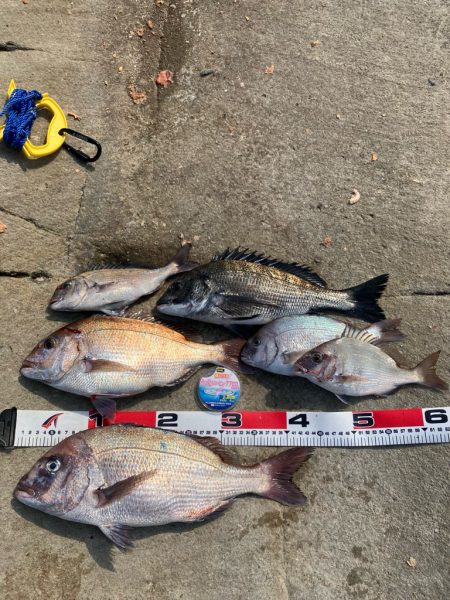 磯マダイカゴ釣り