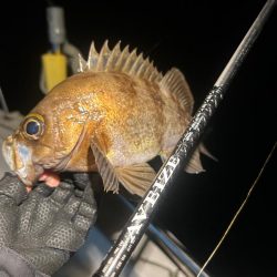 ボートメバリング！