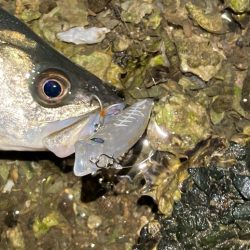 シーバスフィッシング